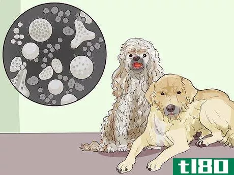 Image titled Choose a Hypoallergenic Dog Step 10