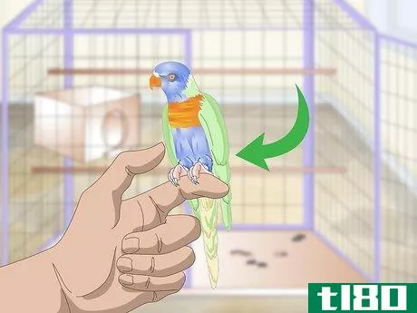 Image titled Clean and Maintain Lory and Lorikeet Habitats Step 1