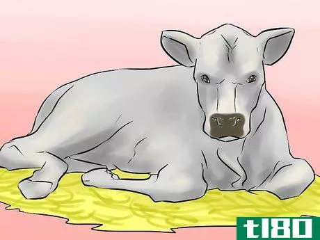 Image titled Dehorn a Cow Step 15