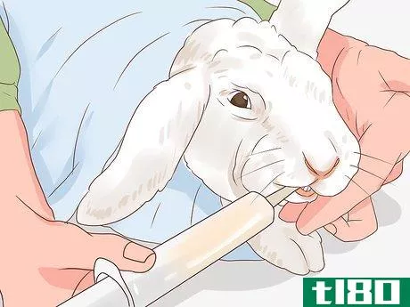 Image titled Deal with a Sick Rabbit Step 6