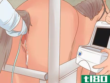 Image titled Check a Mare for Pregnancy Step 4