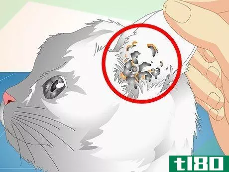 Image titled Check Cats for Ear Mites Step 3