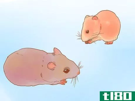 Image titled Decide Between Syrian and Dwarf Hamsters Step 4
