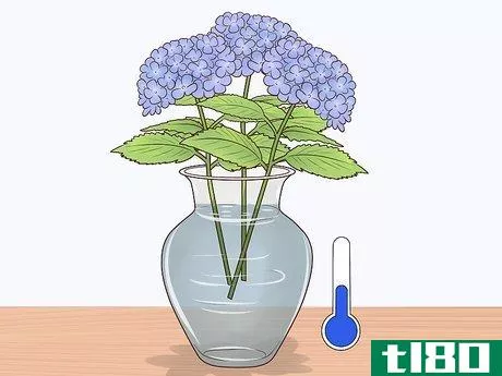 Image titled Cut Hydrangea Blooms Step 5