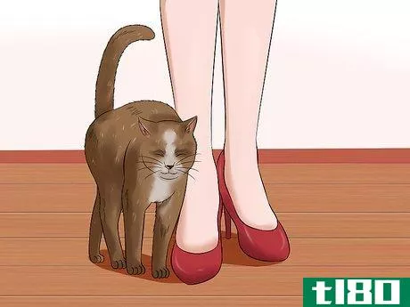Image titled Deal With a Female Cat in Heat Step 3