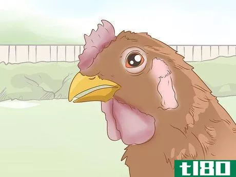 Image titled Cure a Chicken from Egg Bound Step 3