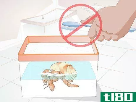 Image titled Clean a Hermit Crab Step 8