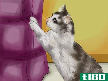 如何为你的猫选择一个刮擦棒或垫子(choose a scratching post or pad for your cat)
