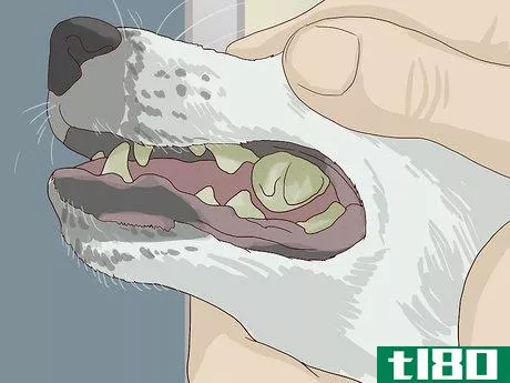 Image titled Check for Signs of Dental Disease in Dogs Step 2