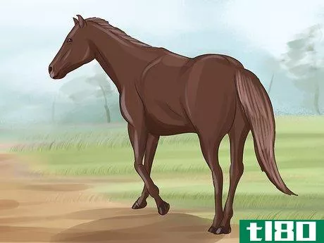 Image titled Tame a Horse or Pony Step 17