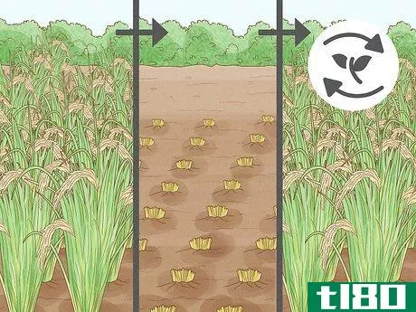 Image titled Control Pests in Rice Step 2