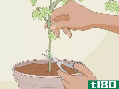 Image titled Clone Plants Step 6