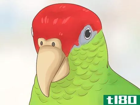 Image titled Choose an Amazon Parrot Step 9