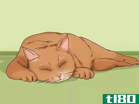 Image titled Change Your Cat's Routine Step 7