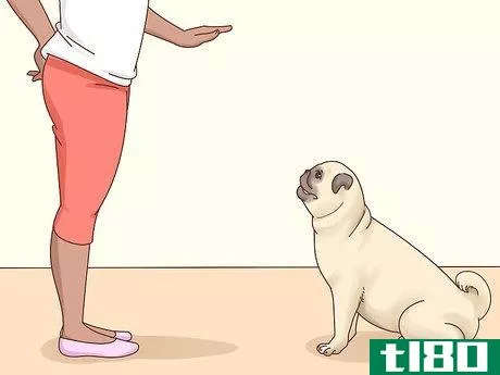 Image titled Choose a Pug Step 10