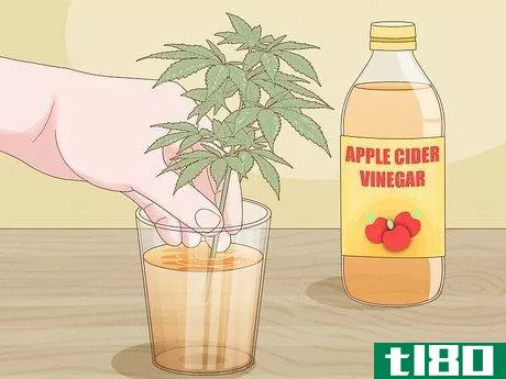 Image titled Clone a Marijuana Plant Without Rooting Hormone Step 8