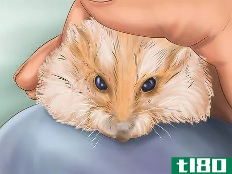 Image titled Create a Bond With Your Hamster Step 6