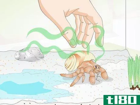 Image titled Clean a Hermit Crab Step 5
