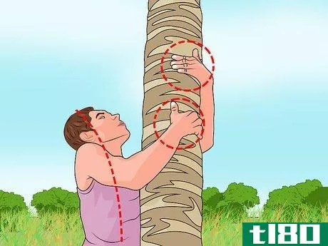 Image titled Climb a Palm Tree Step 4