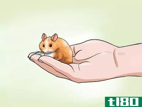 Image titled Choose a Hamster Step 8