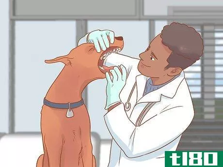 Image titled Cure a Dog's Bad Breath Step 11