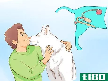 Image titled Cure a Dog's Bad Breath Step 13