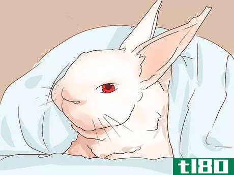 Image titled Deal with a Sick Rabbit Step 9