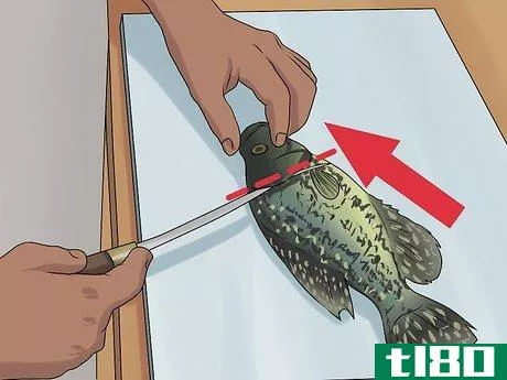 Image titled Clean Crappie Step 2