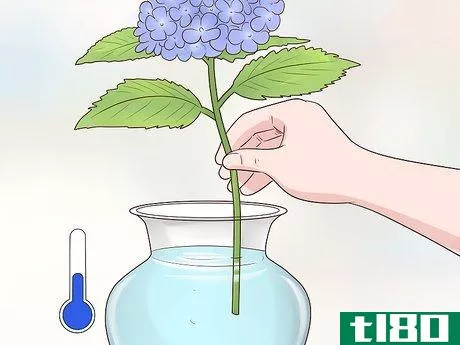 Image titled Cut Hydrangea Blooms Step 15