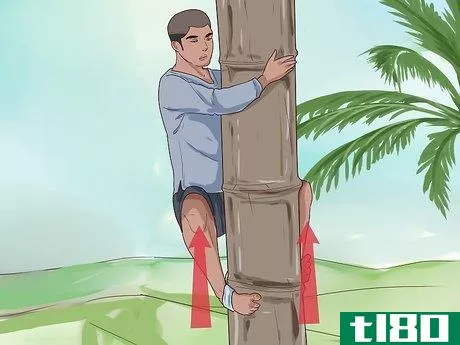 Image titled Climb a Coconut Tree Step 7
