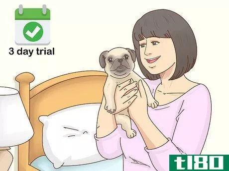 Image titled Choose a Pug Step 5