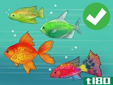Image titled Choose Fish for a Freshwater Aquarium Step 2