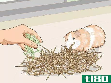 Image titled Change a Guinea Pig's Diet Step 9