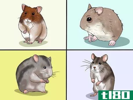 Image titled Choose a Hamster Step 1
