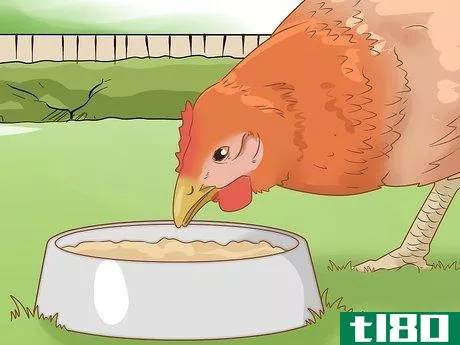 Image titled Cure a Chicken from Egg Bound Step 1