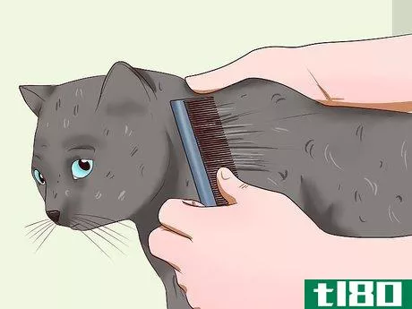 Image titled Clean Your Cat When He Can't Do It Himself Step 8