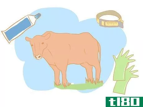如何从公牛身上收集精液进行繁殖稳健性检查(collect semen from a bull for a breeding soundness exam)