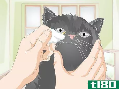 Image titled Clean Gunk from Your Cat's Eyes Step 8