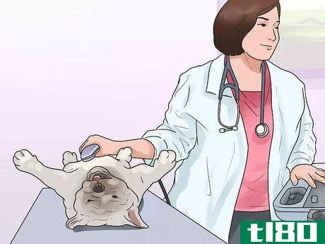 Image titled Check if Your Dog Is Healthy and Happy Step 13