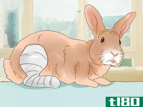 Image titled Deal with a Sick Rabbit Step 15