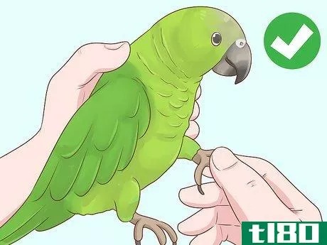 Image titled Choose an Amazon Parrot Step 7