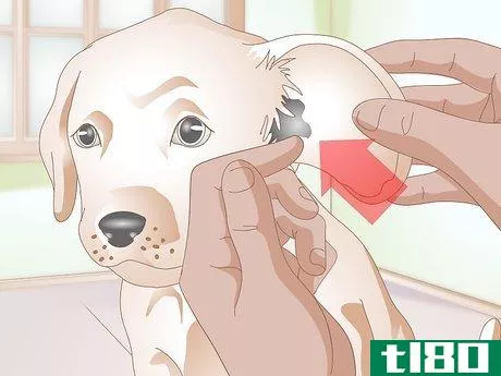 Image titled Clean Puppy Ears Step 10