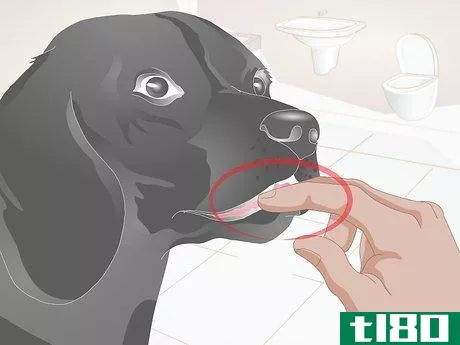 Image titled Clean Your Dog's Teeth Step 4