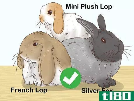 Image titled Choose a Rabbit Breed Step 2