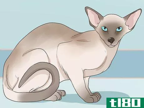 Image titled Choose a Hypoallergenic Cat Breed Step 4