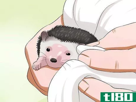 Image titled Clean Hedgehog Quills Step 10