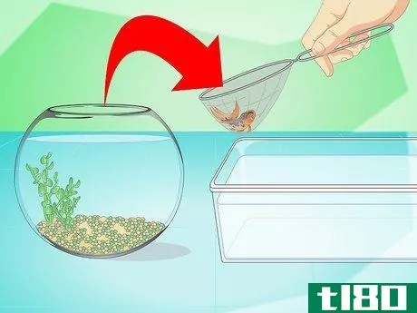 Image titled Change the Water in a Fish Bowl Step 4