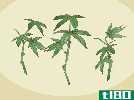 Image titled Clone Cannabis Step 3