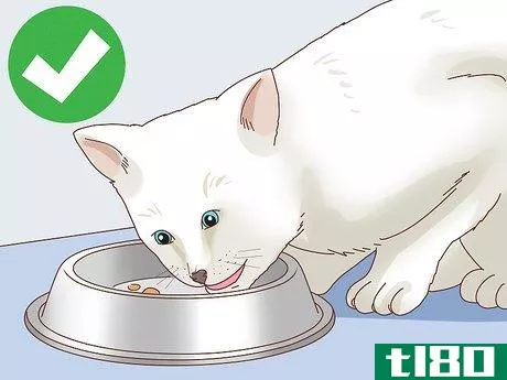 如何检查猫的血糖(check blood sugar of a cat)