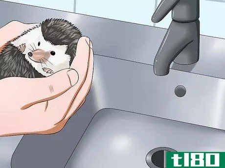 Image titled Clean Hedgehog Quills Step 4